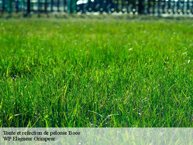 Tonte et refection de pelouse  boos-76520 WP Elagueur Grimpeur