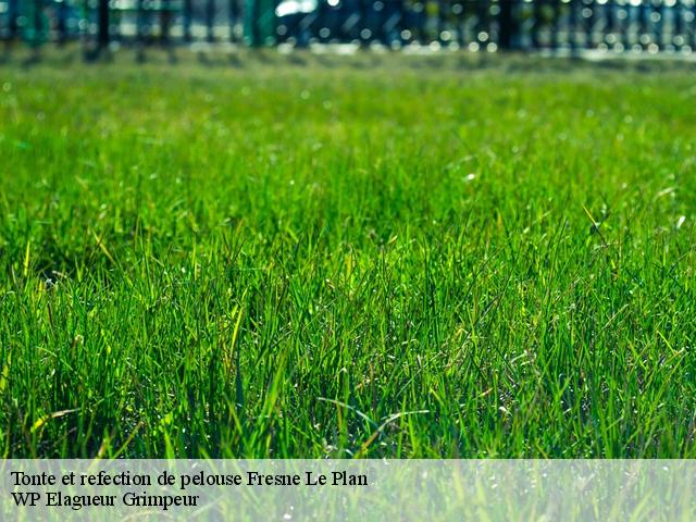Tonte et refection de pelouse  fresne-le-plan-76520 WP Elagueur Grimpeur