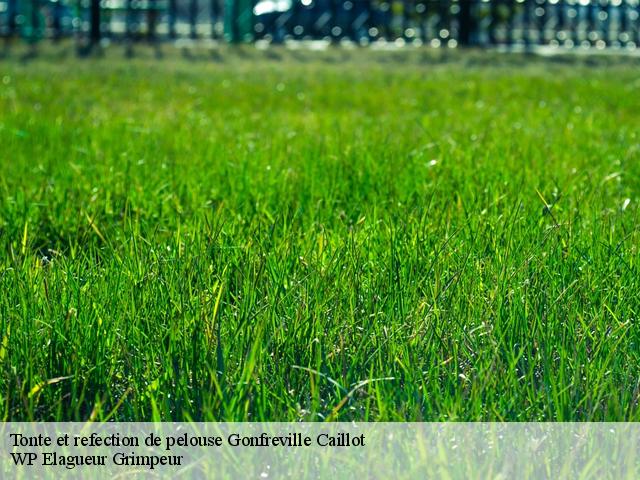 Tonte et refection de pelouse  gonfreville-caillot-76110 WP Elagueur Grimpeur