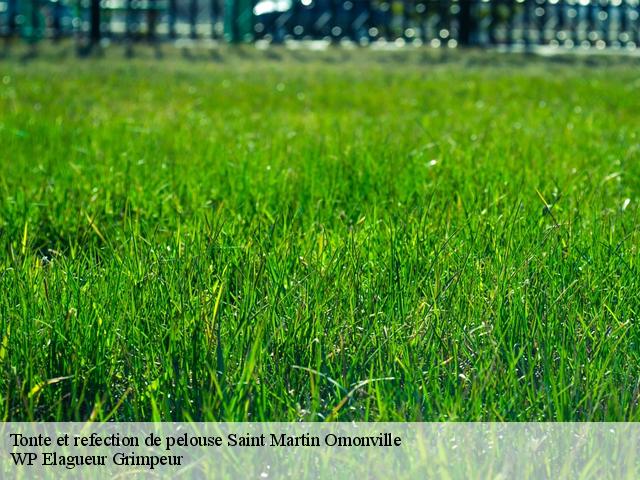 Tonte et refection de pelouse  saint-martin-omonville-76680 WP Elagueur Grimpeur